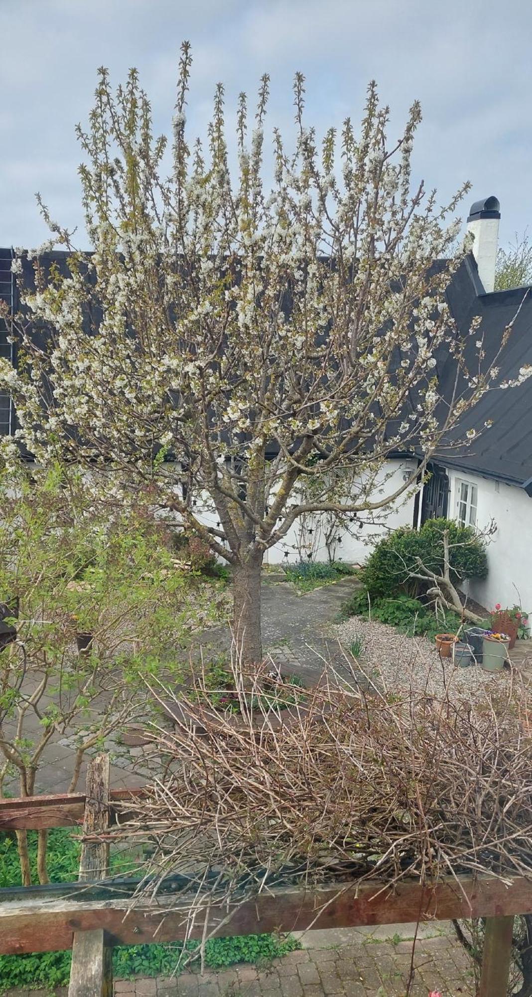 Bjerred B&B Bjärred 외부 사진